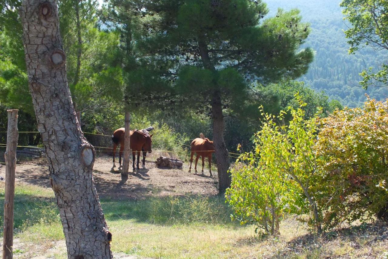 Az.Agr. Il Cavalleggero Campiglia d'Orcia Exterior photo